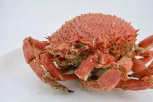 cómo cocer un centollo paso final