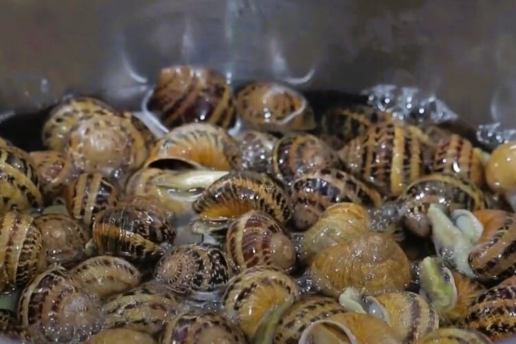 Caracoles a la riojana paso 2