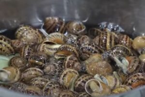 caracoles con cordero paso 2