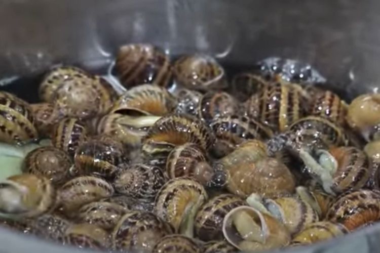 caracoles con cordero paso 2