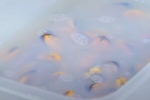 aperitivos con mejillones paso 2